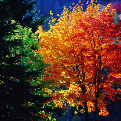 Vibrant autumn foliage features a bright orange tree beside a lush green conifer, set against a backdrop of deep blue mountains. The scene captures the beauty of nature in transition.